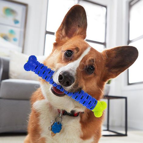 CHEWBRUSH : L'Os à Mâcher Anti-Tartre pour Chien (1/5)