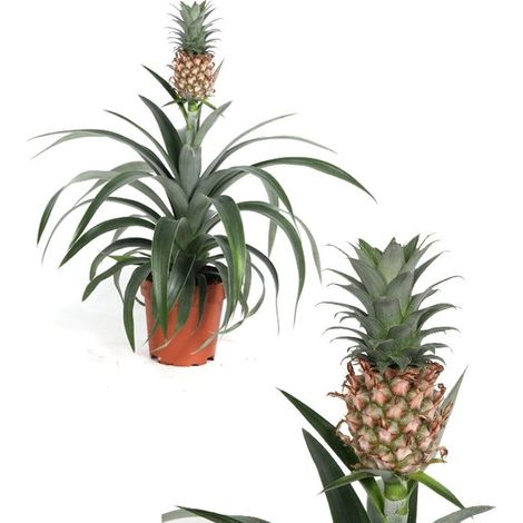 Planta Natural de Pi�a. Ananas. Altura 40 - 45 Cm