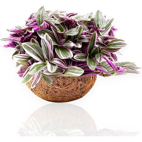 Gardenaria Tradescantia cerinthoides Sweetness - Pianta da interno ornamentale - Altezza: 20 cm (vaso 15) (1/5)