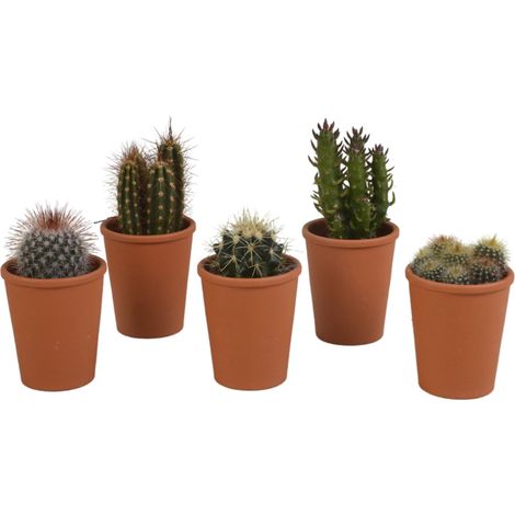 Mélange de 5 Cactus Diversifiés en Pots en Terre Cuite, Diamètre 5,5 cm, Décoration Intérieure - PANGIVO (1/5)
