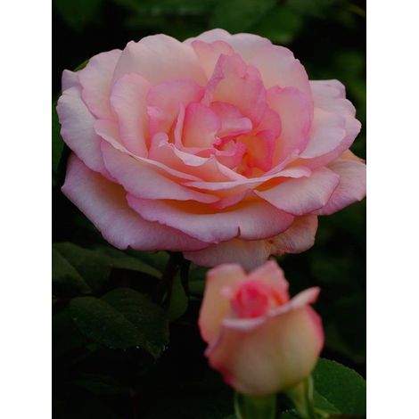Rosier Thé moderne 'Souvenir de Baden Baden' Pot de 4L/5L (1/3)
