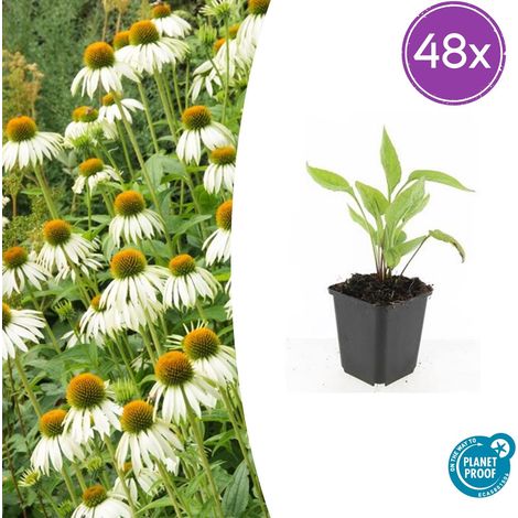 Lot de 48 Echinacea purpurea 'White Swan' Rudbeckie Blanche pour Bordures et Jardin Hauteur 10-25 cm - PANGIVO (1/5)