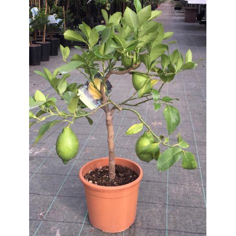 Limone nano pianta in vaso 20 cm Agrumi di Sicilia (1/5)
