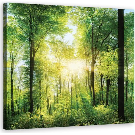 Image sur toile, Rayons de soleil Forêt Nature Spa Violet - 30x30 (1/5)