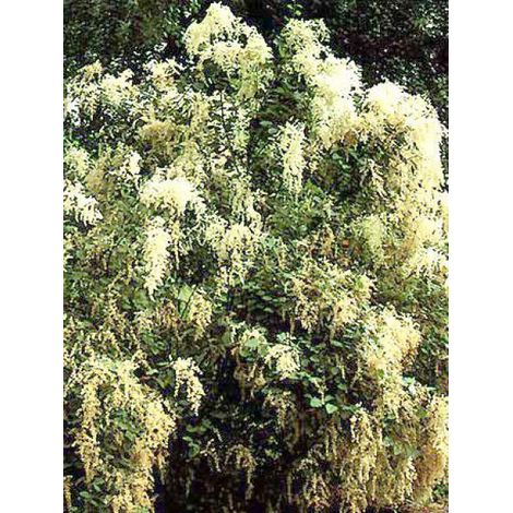 Holodiscus discolor Pot de 4L/5L (1/5)