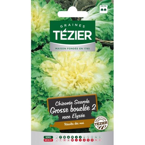 Tezier - Chicorée scarole Grosse bouclée 2 race Elysée (1/2)
