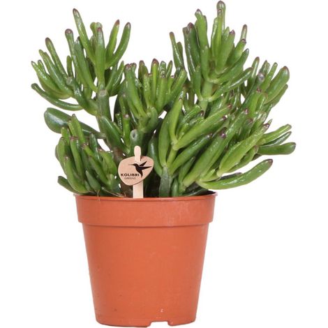 Plante Verte d'Intérieur Succulente - Plante Grasse en Pot de Ø 12 cm pour Décoration - PANGIVO (1/3)