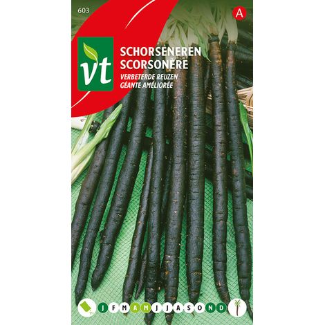 Scorsonère Géante Améliorée - Ca. 5 gr (Livraison Gratuite) (1/2)
