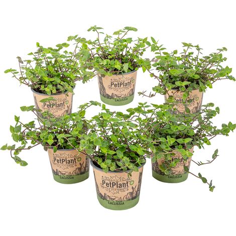 Bloomique - Lot de 6 - Callisia repens - Plante tortue - Comestible pour animaux - Plante d’intérieur - Sans danger - Hauteur 10-20 cm - Pot 12 cm