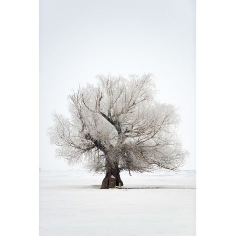 Tableau sur toile arbres enneigés 30x45 cm - Impression sur Toile Murale Décorative - Image imprimée en HD sur Toile - Toile sur Châssis en Bois FSC - Fabriqué en France (1/5)