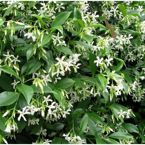 1 Pianta Trachelospermum Jasminoides Winter Ruby Falso Gelsomino vaso 9x9cm (1/5)