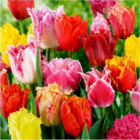 Tulipes Crispa Sgaravatti 5 bulbes en mélange, fleurs frangées originales pour massifs et bouquets - 618090 (1/3)