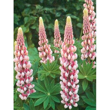 Lupin 'La Chatelaine' Godet de 7/8 cm