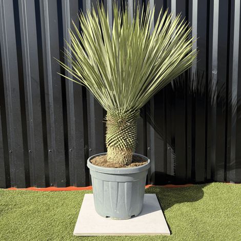 Yucca Rostrata Hauteur 140 Cm Pot 45 Litres (1/3)