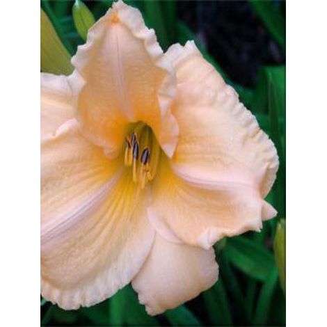 Lis d'un jour, Hémérocalle 'Georges Cunningham' Godet de 8/9 cm