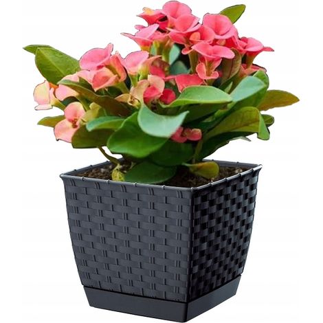 Vaso quadrato Ratolla DRLK250 con sottovaso Antracite (1/3)
