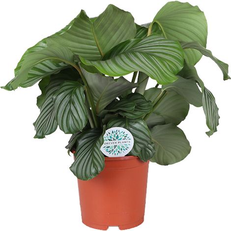 Calathea Orbifolia - Plante Verte d'Intérieur aux Grandes Feuilles - Pot Ø 21 cm - Hauteur 65 cm - PANGIVO (1/4)