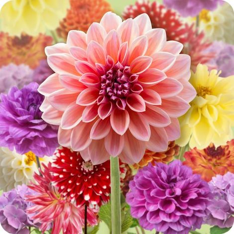 12 x Mélange de tubercules de dahlias 'Farmers Favorites'  Bulbes à floraison estivale  Culture néerlandaise  Bulbes de dahlias (1/3)