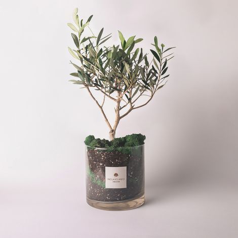 Olivo in vaso vetro per decorazione e regalo Amazzonia