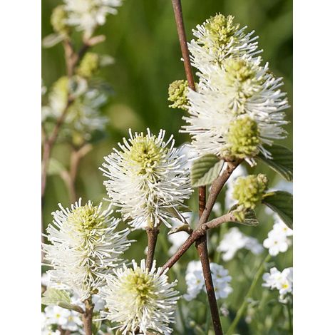 Forthergilla 'Suzanne' Pot de 4L/5L