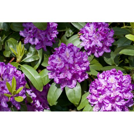 Rhododendron 'Markgraf' Rhododendron Hybr.'Markgraf' C 5 30- 40