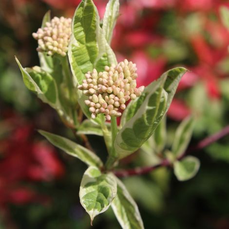 Cornouiller blanc sibirica - Cornus alba sibirica 40/60 cm Pot 3L