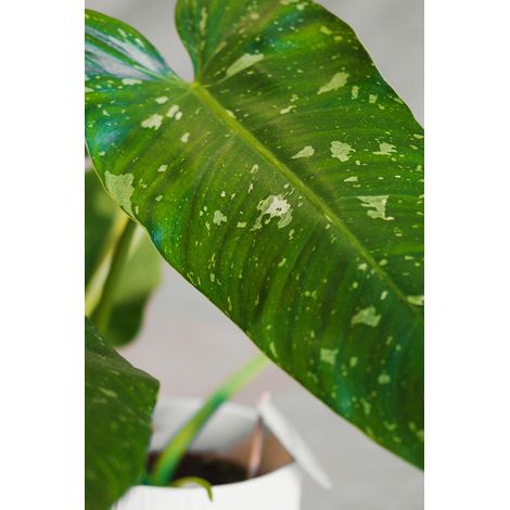 Philodendron Jose Buono pianta rara da interno vaso 15cm H 45cm (1/4)