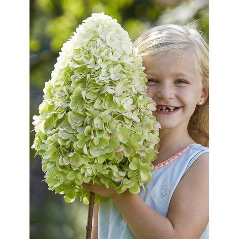 Hortensia paniculé 'Hercules' Pot de 3L/4L (1/2)