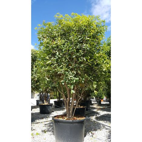Gardenaria Osmanthus armatus - Arbusto ornamentale da giardino - Altezza: 50/70 cm (vaso19)