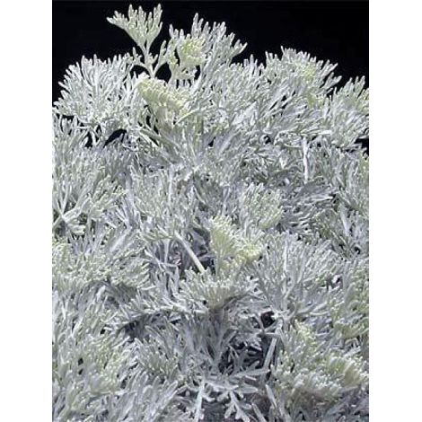 Armoise arborescente 'Little Mice' Godet de 8/9 cm