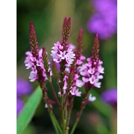 Verveine officinale 'Bampton' Godet de 8/9 cm (1/2)