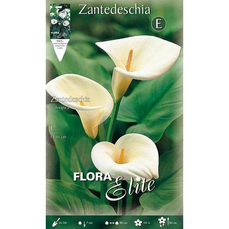 CALLA ZANTEDESCHIA AETHIOPICA (CONFEZIONE DA 1 BULBO)