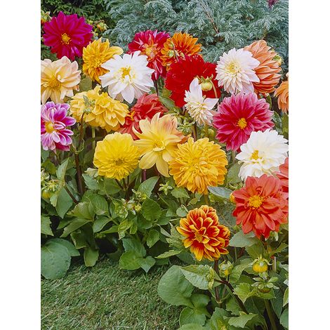 Dahlia variabilis 'Dwarf Mixed' le sachet de 50 graines (0,5g) (1/2)