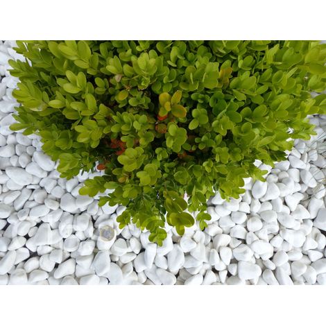 Classgarden – Galet décoratif blanc brillant 12-24 mm – Sac de 20 Kg – Idéal pour parterres et aménagements extérieurs (1/5)