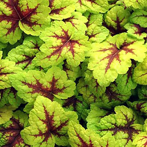 4 x Heucherella 'Stoplight' - godet 9x9 cm