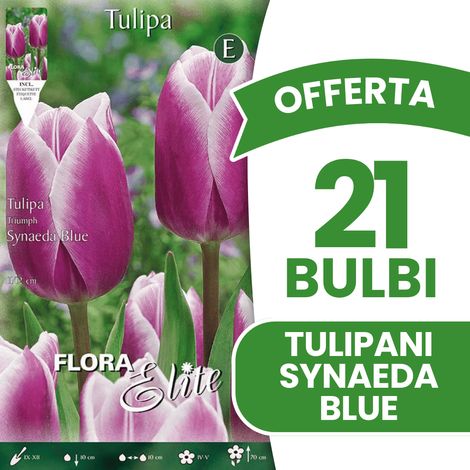 BULBI AUTUNNALI OFFERTA 21 BULBI TULIPANO TRIUMPH SYNAEDA BLUE BULBS BULBES