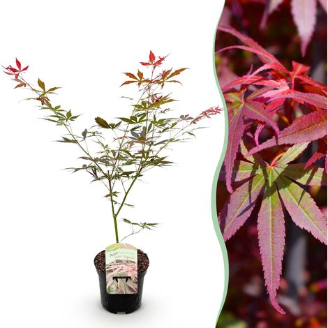 Érable Japonais Acer palmatum Sumi-nagashi Rouge Plante de Jardin et Terrasse Pot 19cm H70cm - PANGIVO (1/5)
