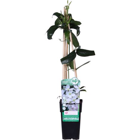 Clématite de père Armand - Clematis armandii - 50-60 cm pot (1/3)