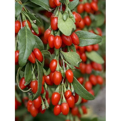 Lyciet commun, Baies de goji 'Big Lifeberry' Pot de 1,5L/2L, Touffe