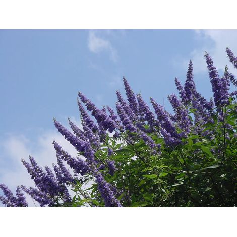 Gardenaria Vitex agnus-castus 'Galactic Pink' - Arbusto ornamentale da giardino - Altezza: 40/50 cm (vaso18) (1/5)