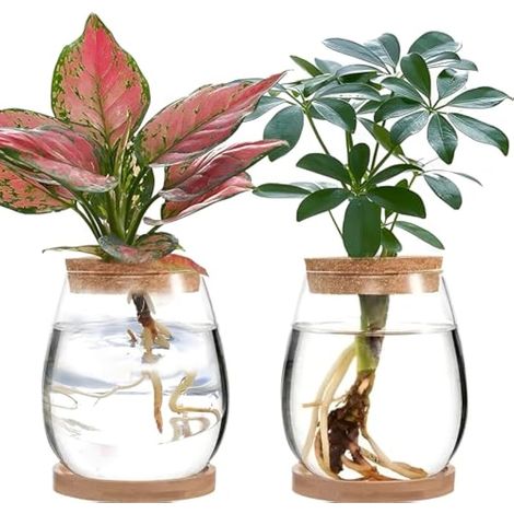 Lot de 2 terrariums de propagation de plantes en verre pour plantes de bureau (C) (1/5)