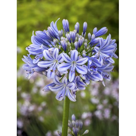 Agapanthe 'Full Moon' Pot de 2L/3L