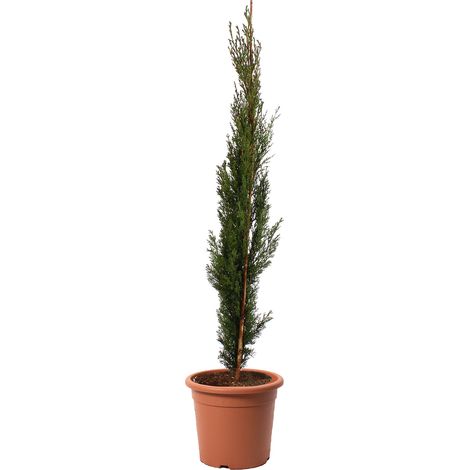 Cupressus Sempervirens Totem - Cipresso Pianta da Siepe Sempreverde - H 80/100 cm Vaso Ø 18 cm