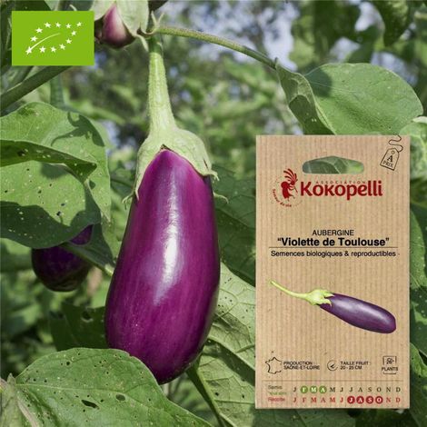 Aubergine Violette de Toulouse