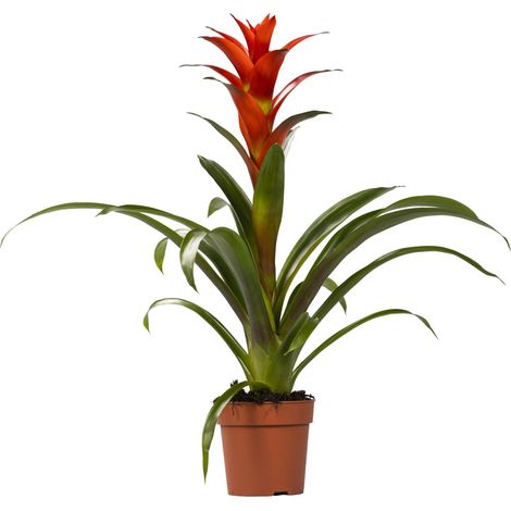 Guzmania Ostara - Plante d'Intérieur Tropicale - Feuillage Coloré - Ø12 cm - Hauteur 45 cm - PANGIVO