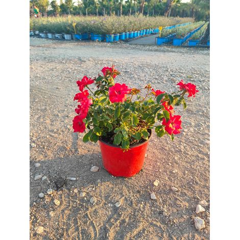 Rosa Sevillana Rouge Pot 18 cm Arbuste à Floraison Répétée pour Plein Soleil (1/3)