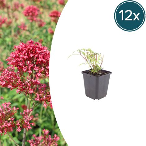 12x Valériane Rouge Centranthus ruber Coccineus - Plante Vivace Mellifère - Rouge Rosé - Ø 9 cm - PANGIVO (1/5)