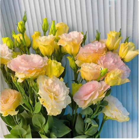 500 graines de lisianthus champagne - Floraison originale et colorée, facile à cultiver, idéal pour jardin et pots décoratifs