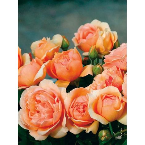 Rosier générosa® 'Nicole Mioulane'® Pot de 4L/5L