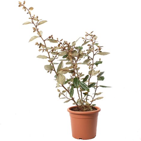 Eleagnus Ebbingei - Piante da Esterno Vere Sempreverdi - H 40-50 cm Vaso Ø 18 cm (1/2)